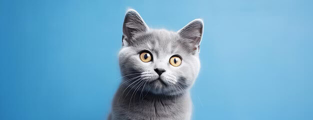 internal medicine veterinary