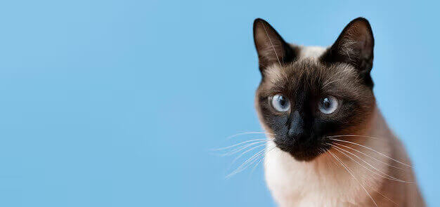 Sacramento animal hospital