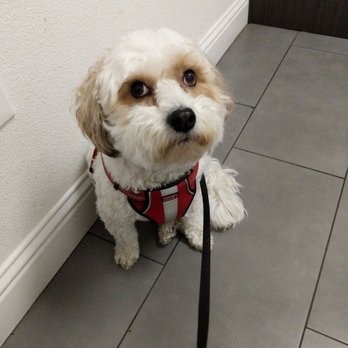 A white dog
