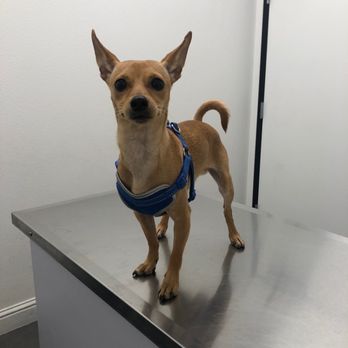 A small brown puppy 
